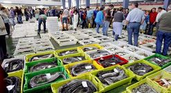 La rula ribeirense se convierte cada tarde, coincidiendo con las subastas, en un hervidero.