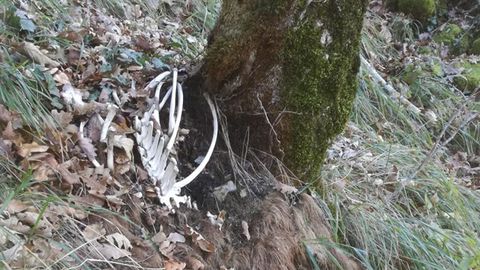 Restos esqueletizados de un ejemplar de oso en El Bierzo