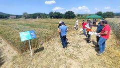 Jornada sobre nuevas variedades de cultivos en A Limia
