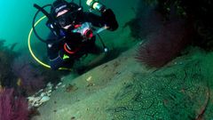 Miembro del Instituto de Investigaciones Marinas de Vigo registrando la presencia de una raya en aguas de las C�es