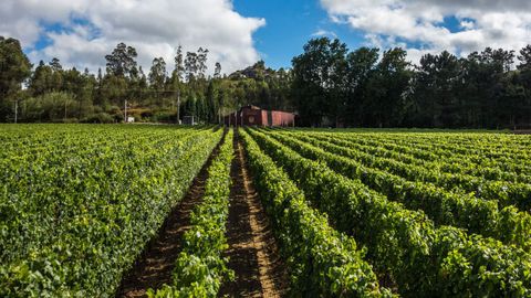 El grupo britnico Fladgate Partnership es propietario de Quinta da Pedra, en Monao, con 53 hectreas.