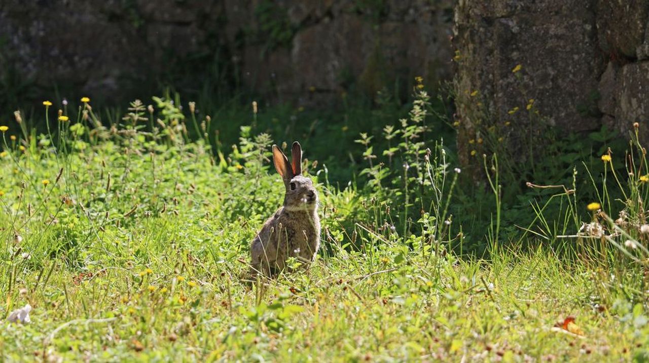 Zonas acotadas de 10 hectáreas para recuperar el conejo en los montes