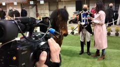 El programa �Sabadeando� habl� de los caballos de pura raza gallega y mostr� la exhibici�n de doma de alta escuela que tuvo lugar en Mes�n do Vento durante la celebraci�n de la Feira do Lac�n con Grelos. 