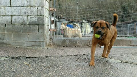 Perros del Albergue de Animales de Mieres