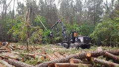 Apenas un tercio de la superficie considerada de terreno forestal en la comarca est� arbolada.