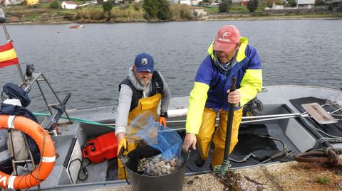 La descarga del marisco de los bancos de a flote de la ra de Pontevedra se realiza en el puerto de Campelo