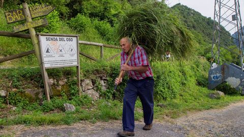 Un hombre lleva hierba para sus vacas en el inicio de la Senda del Oso, una v�a verde que discurre por los concejos de Proaza, Teverga, Quir�s y Santo Adriano