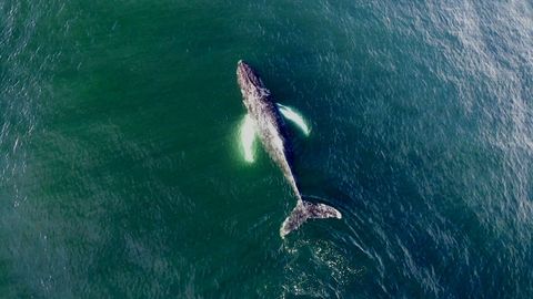 Avistamiento de una ballena jorobada (Megaptera novaeangliae) durante el trabajo de campo que el IEO desarroll en el litoral del sur de Galicia.