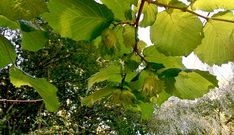 En Galicia la producci�n de frutos secos es escasa.