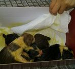 Los cachorros ser�n trasladados a la perrera de Armenteira. 