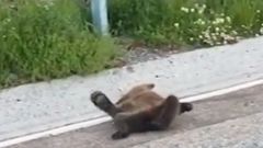 El oso hallado en el puerto de Leitariegos