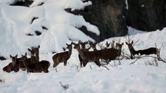 Venados entre la nieve en el concejo de Aller 