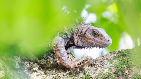 Una iguana