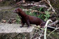 Los visones americanos amenazan a las especies locales.