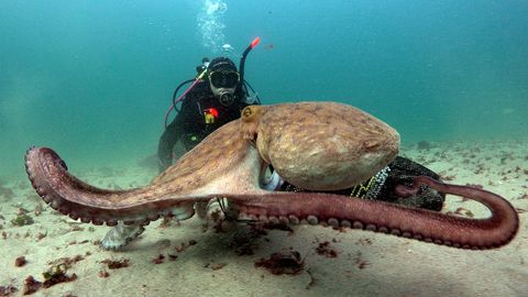 El seguimiento de los pulpos adultos se realizó entre mayo y octubre del 2022 en las islas Cíes. En la imagen, el pulpo Aníbal.