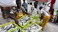 La Lonja de A Coru�a recibi� esta tarde barcos cargados de sardinas