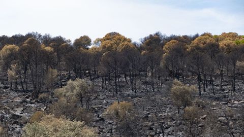 Vista de la zona quemada en la localidad de El Berrocal, en Huelva.