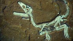 Imagen de archivo de restos f�siles de un dinosaurio encontrado en Alemania.