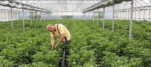 La cooperativa prev� que la campa�a sea mejor que la del 2013 por el tiempo y comercialice unas 140.000 bolsas de pimiento. 