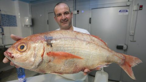 De los caladeros de Gran Sol proced�a este magn�fico besugo, de 4,5 kilos, vendido a�os atr�s por Peixes Grallal, de Viveiro