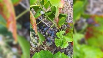 Uvas de menc&iacute;a, el pasado 30 de junio en una vi&ntilde;a de Chanteiro