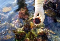 A pie, los mariscadores de A Mari�a recogen los erizos de mar en la zona intermareal. 