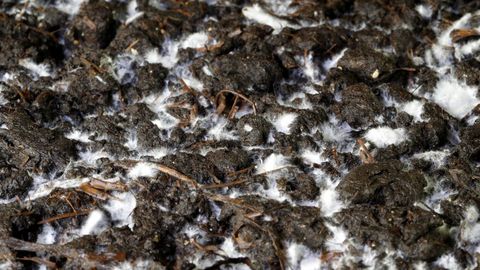 Un estudio muestra que los suelos cultivados donde usaron abonos de origen animal presentan m�s bacterias sobre las que no hacen efecto los antibi�ticos