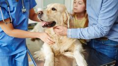 Formaci�n en veterinaria por Campus Training