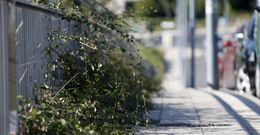 El acondicionamiento de solares, en casco urbano y rural, fue objeto de bandos en varias ocasiones.