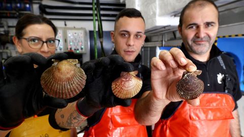Tres trabajadores de O Percebeiro sostienen, de izquierda a derecha, una vieira del Pac�fico, una volandeira y una zamburi�a