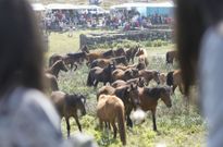 La �rapa das bestas� de A Valga inaugur� la temporada de curros en Galicia el domingo. 