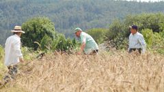 Plantacin de trigo autctono, una variedad que fomenta la Diputacin de Lugo