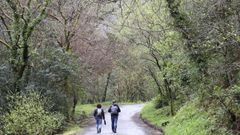 Bosque autctono en las Fragas do Eume