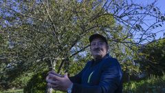 Jos� Castro alerta de la presencia de un gran nido de velutinas en su finca, junto al Camino Franc�s