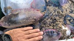Carabelas halladas hoy en la playa de Razo