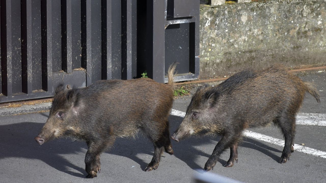 La Xunta calcula que Galicia cuenta con más de 82.000 jabalíes