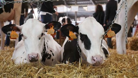 La conselleira considera que no existen razones para que la industria rebaje el precio que paga por la leche a los ganaderos gallegos
