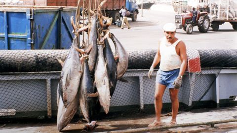 Descargando las capturas de atn en Senegal