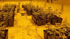 Plantacin de marihuana en interior en una nave de Amoeiro (Ourense).