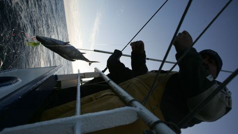 Boniteros como este (foto de archivo) pueden descargar patudo, pero sin superar el 5 % de las capturas de cada marea