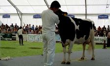 Las pujas Top Genetic?s dan continuidad a las Top Bos, pero con ganado de �lite ofertado desde las granjas.