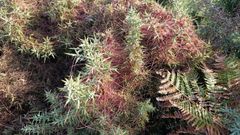 Sobre las espinas de este toxo hay una mara�a de hilos rojos. 