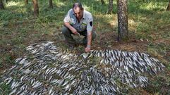 Un vertido provoc� la muerte de centenares de peces en el Anll�ns