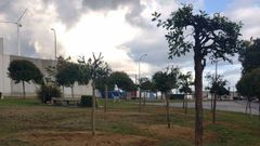 Los �rboles ya est�n colocados junto al cementerio municipal de Vilalba 