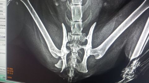 Radiografía de la cadera de la gata atropellada en Monforte, en la que se ve que tiene la cadera fracturada
