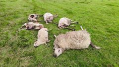 Ovejas muertas en Mazaricos a causa de la accin del lobo.