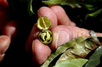 Un productor muestra un grano de caf� estropeado por la sequ�a. 