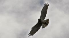 Turismo ornitol�gico en el�ca��n del Sil