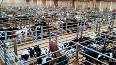 Animales en la feria dezana en una foto de archivo