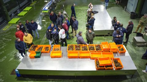 Inicio de la campaa de la centolla en la lonja de Bueu